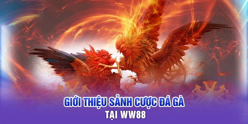 Thông tin cơ bản về chuyên mục đá gà WW88